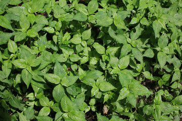 green leaves background