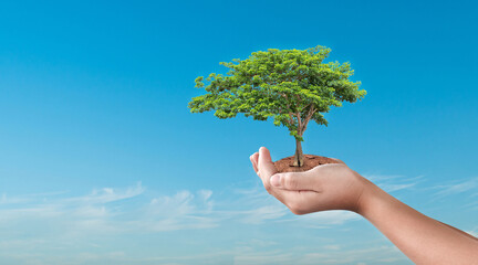 Hand holding tree on sky nature background. Eco earth day concept.