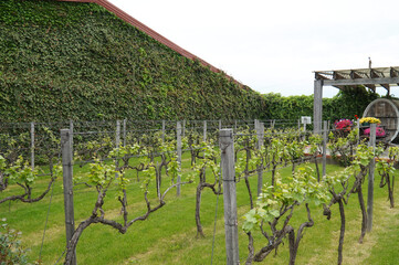 Fototapeta na wymiar Plantation with rows of grapes with different varieties
