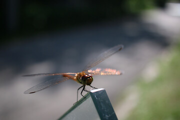 close up of dragonfly