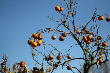 oranges on tree