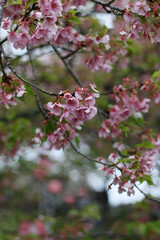 pink cherry blossom