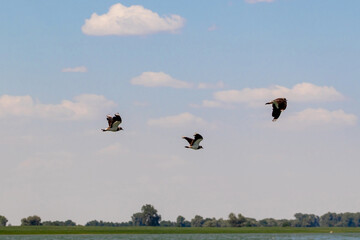 Three birds in flight over the river