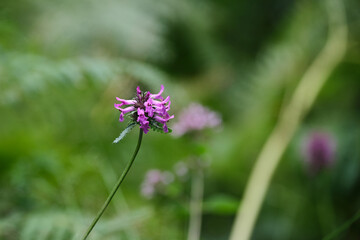 Épiaire officinale