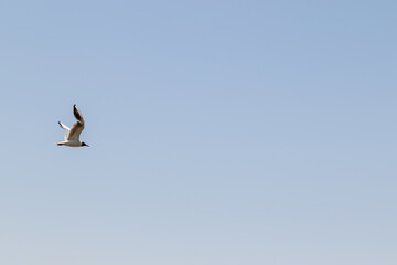 Seagull in flight over the river