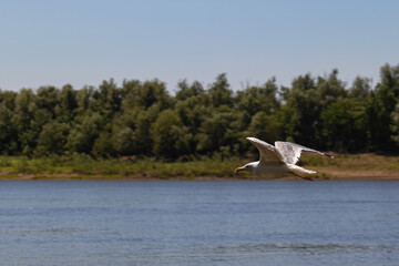 Seagull in flight over the river