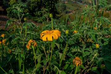 Sunflower (Helianthus annuus) is a native American annual plant, which has large inflorescences (flowering heads). many of which are annuals.