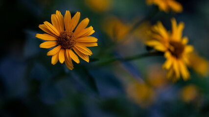 Yellow flower with nice background