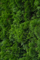 green moss background