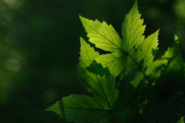 Green leaves.