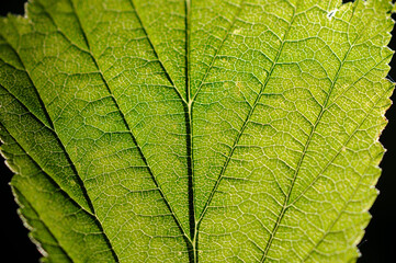 Green leaves.