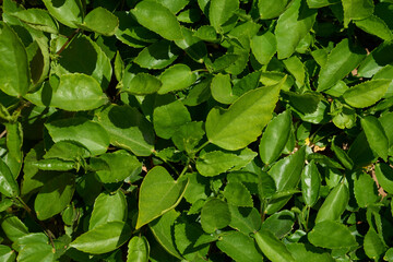 natural green leaves background