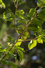 green apples on a tree