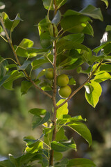 green apples on a tree