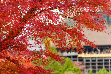 Renewed Kiyomizu Temple