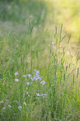 Field grass