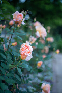 ばら