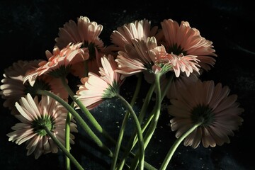 Bunch of pink gerbera bloom flowers