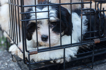 Sad Puppy In Cage 
