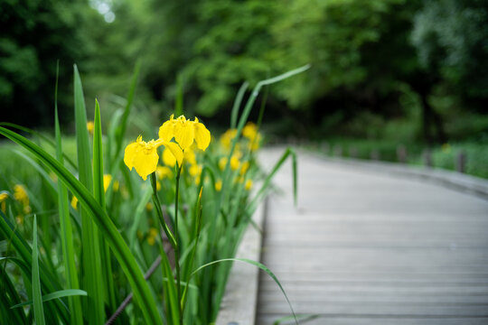 花