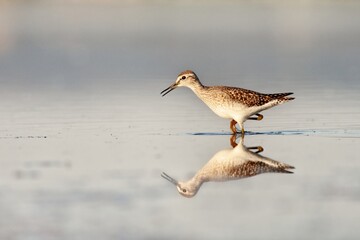 High key portrait of wood sandpiper standing in the water with beautiful reflection and white simple background.