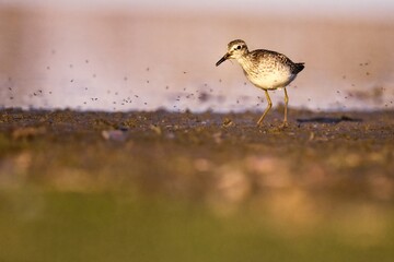 Portrait of wood sandpiper standing on the ponds bank catching insect thats flying around. Wood sandpiper with catch in its beak.