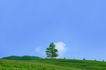 Fototapeta na wymiar 高原、緑の野原にぽつんと一本の木/木と青空/タイトルバック/青空背景素材/文字入れ用スペース