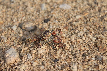 ant on a stone