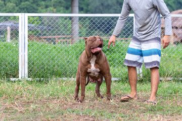 female pitbull A complete large breed mother alongside the man, a brown and white pit bull in a dog breeding farm in Thailand.