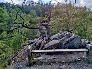 Fototapeta premium tree in the mountains