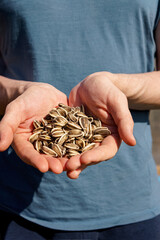 A man in a blue T-shirt holds sunflower seeds in his palms on farm close-up.