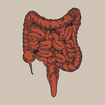 recommend clip art: Intestine, vintage engraved illustration. Human anatomy large and small intestine hand drawn old retro style. Internal organs concept. Vector illustration for your medical poster or other