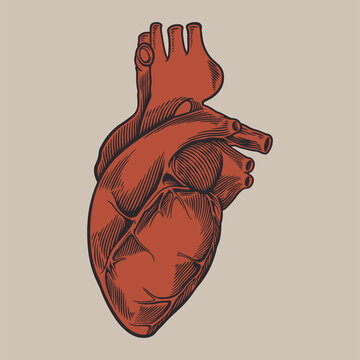 Human heart anatomically hand drawn art vintage engraving colorful red. Healthy medicine concept design for your tattoo, logo, poster or other. Vector sketch outline drawing illustration