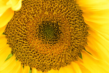 Yellow sunflower in the garden on a sunny day, close up. Summer and autumn background