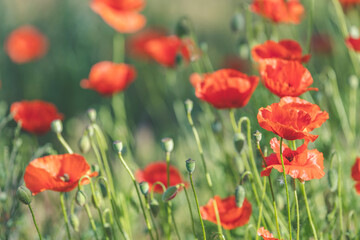 Obraz premium Background of a summer field of red blooming poppies close up on a sunny windy day
