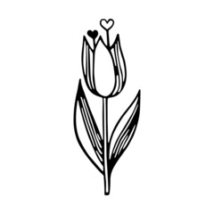 Spring blooming cartoon tulip. A flower with hearts. A hand-drawn sketch of a vector illustration in the doodle style. A black outline isolated on a white background. Valentine's Day, March 8, Easter.
