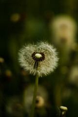 White airy fluffy dandelion on a blurry background of the evening time. Half of the seeds have already flown off the dandelion.