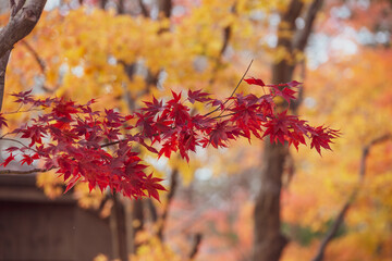 Beautiful maple leaves in autumn, beautiful autumn leave background