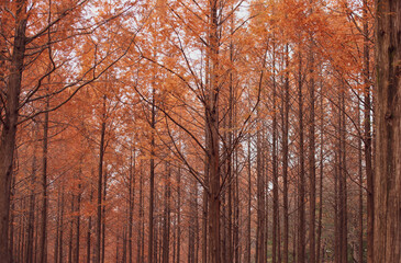 Autumnal pine forest. abstract natural background with tall of pine