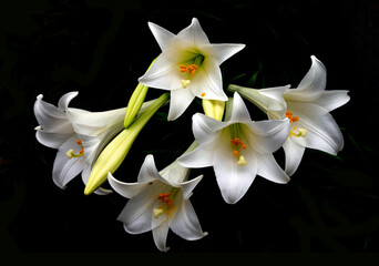  Easter lily_01