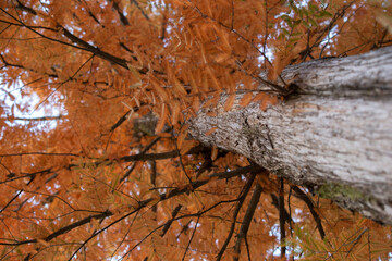 Autumnal pine forest. abstract natural background with tall of pine
