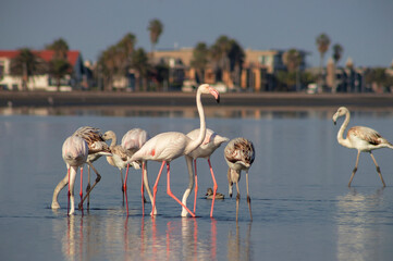 Wild african birds.  Flock of pink african flamingos  walking around the blue lagoon on the background of bright sky on a sunny day.