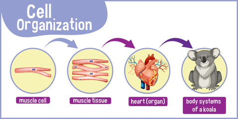Diagram showing cell organization in a koala © blueringmedia