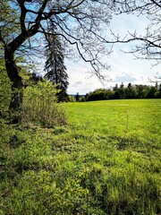 Obraz premium trees in the field