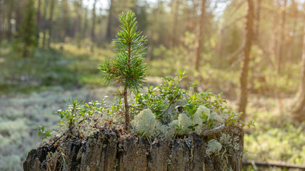 A small tree grows on an old tree stump surrounded by white moss in a taiga forest.