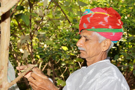 An Asian farmer standing in the garden, wearing a colorful turban and white dress, looks at a growing new guava branch