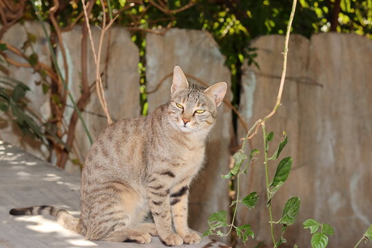 A domestic cat sitting in the courtyard looking at the camera