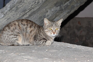 A cat sitting on the wall of a well in search of prey
