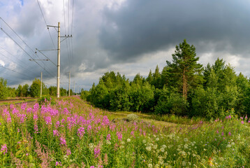 Summer landscape with a cloudy sky and blooming Ivan tea in the Leningrad region.