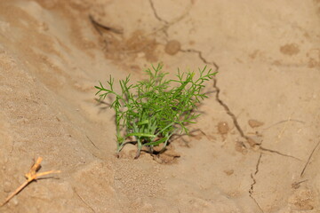 small fennel plant growing in the field